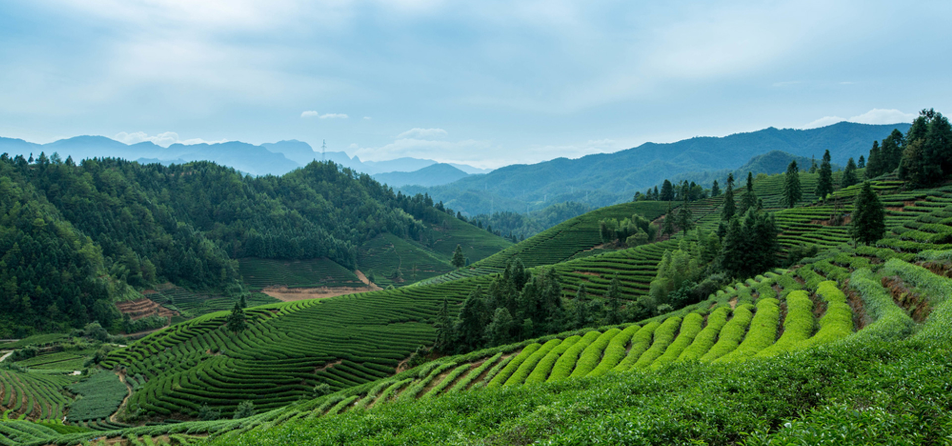 普寧市坪臺(tái)茶業(yè)有限公司