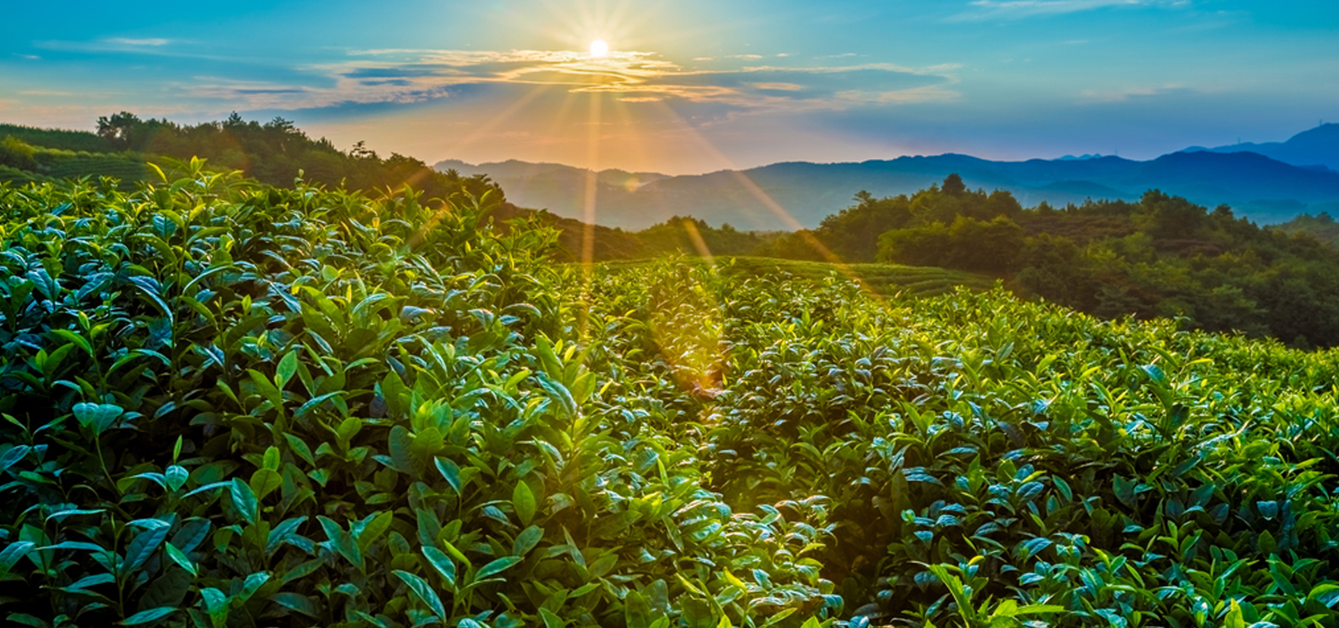普寧市坪臺(tái)茶業(yè)有限公司